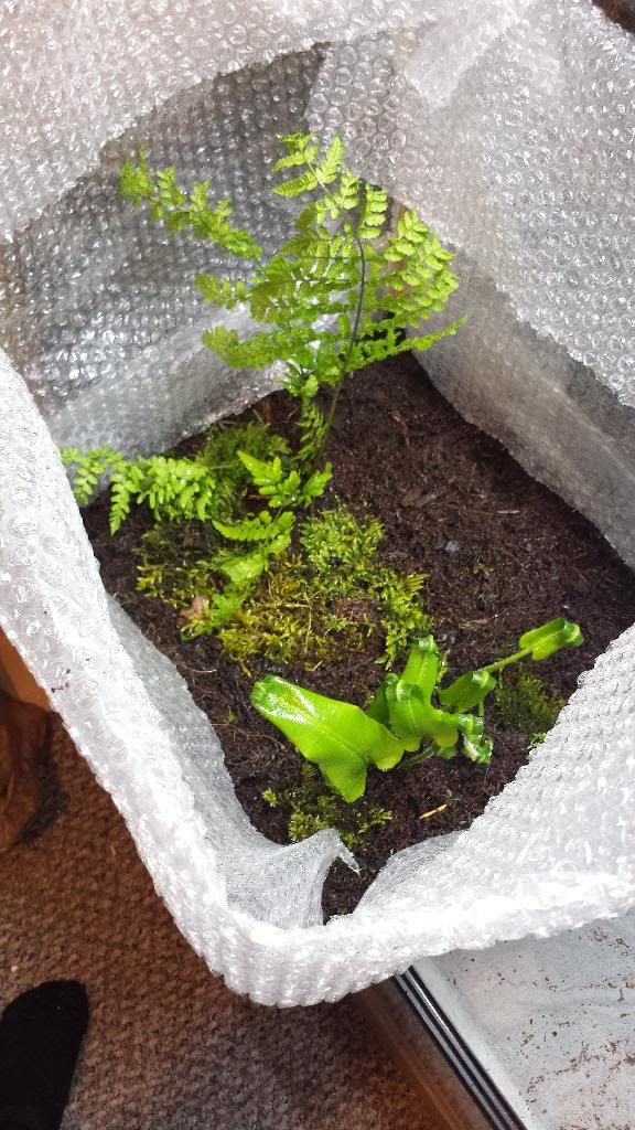 Can anyone identify these ferns? Reptile Forums